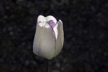 Nahaufnahme Tulpe