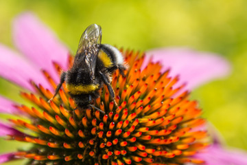 Bumblebee and Echinacea 01