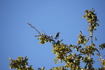 Trees and Flowers of Southeastern Arizona have an unusually wide variety of plants due to its climate, varied topography, variety of habitats,  its location in the biologically diverse Sonoran Desert.