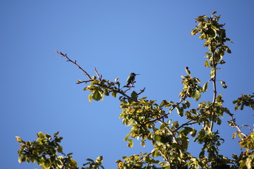 Trees and Flowers of Southeastern Arizona have an unusually wide variety of plants due to its climate, varied topography, variety of habitats,  its location in the biologically diverse Sonoran Desert.