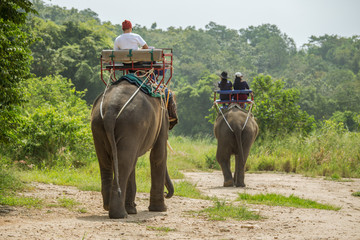 Fototapeta premium tourist ride the adventure elephant trekking through the jungle in Thailand with copy space