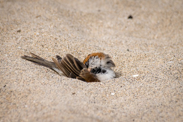 Male iago sparrow dust bathing in sand on Boa Vista, Cape Verde
