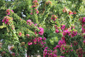 Trees and Flowers of Southeastern Arizona have an unusually wide variety of plants due to its climate, varied topography, variety of habitats,  its location in the biologically diverse Sonoran Desert.