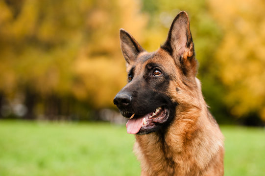 Portrait of the german shepherd dog
