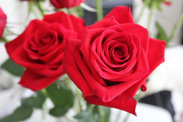 Trees and Flowers of Southeastern Arizona have an unusually wide variety of plants due to its climate, varied topography, variety of habitats,  its location in the biologically diverse Sonoran Desert.