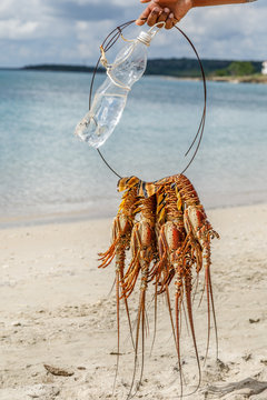 Several freshly caught big caribbean langustas or spiny lobsters tied together to be cooked on Luna beach, Cienfuegos, Cuba