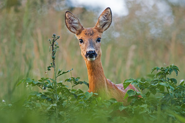Portrait of roe deer doe female in summer. Close-up of wild animal with fresh colors.