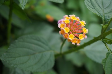 beautifully colored flowers