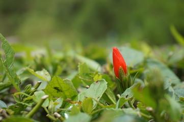 beautifully colored flowers