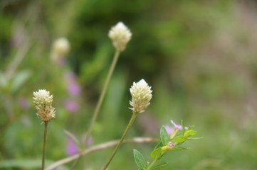 beautifully colored flowers