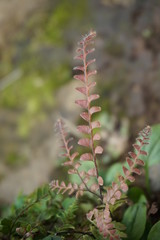 beautifully colored flowers