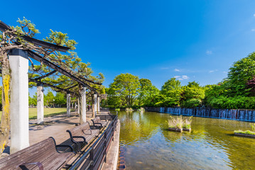 Fototapeta premium 武蔵国分寺公園の武蔵の池