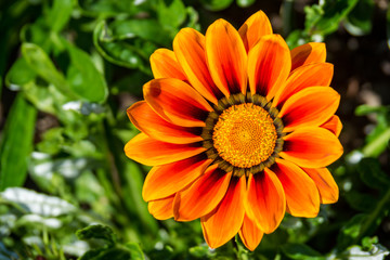 single orange daisy with vivid colour under the sun with green background