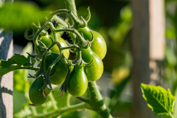 green grape like tomatoes n the vein under the sun