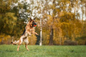 German shepherd dog catching a ball