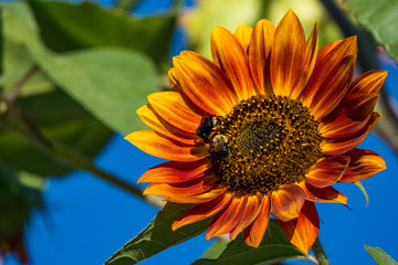 single sunflower with bees on it under blue sky