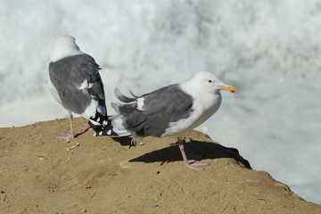 Seagulls on a Cliff