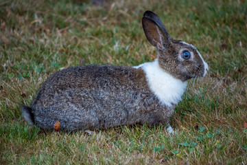 pretty blue eye, white neck rabbit on the grass