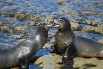 Naklejka premium Sea Lions fighting