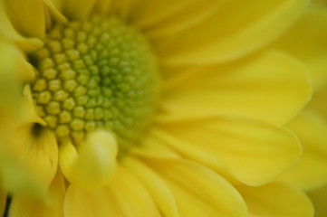 beautifully colored flowers