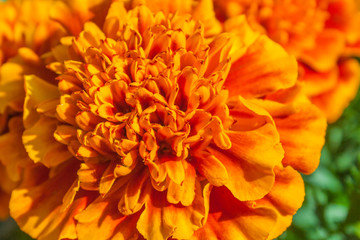 Orange marigold flowers in the garden (closeup)