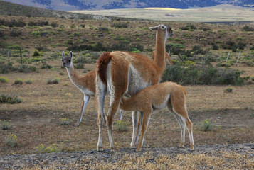 Naklejka premium January 10, 2012 - Torres del Paine NP, Chile. The guanaco (Lama guanicoe) with Baby in Pampas of Patagonia.