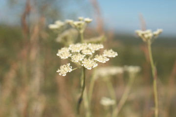 Abstract bokeh natural background with flowers in summer day