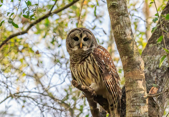 BARRED OWL
