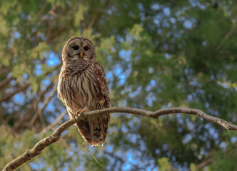 BARRED OWL