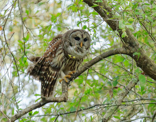 BARRED OWL
