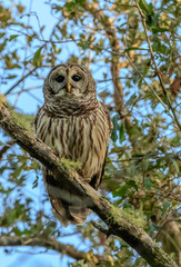BARRED OWL