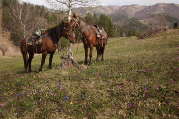 Altai, horses, horse trekking, mountain, spring, primrose