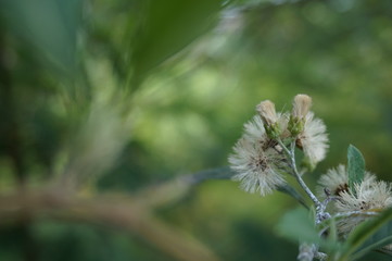 beautifully colored flowers