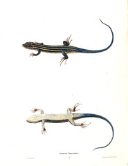 Fototapeta premium Lizard. 