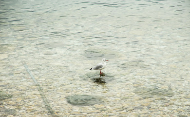 Möwe im Wasser