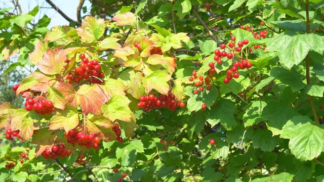 juicy ripe berries of a viburnum grow on a branch of a bush. summer sunny day. organic farm products. 4k