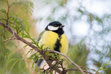 tit on a branch