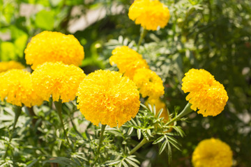 beautiful marigold flowers in the garden