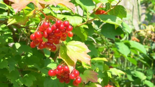 juicy ripe berries of a viburnum grow on a branch of a bush. summer sunny day. organic farm products. 4k