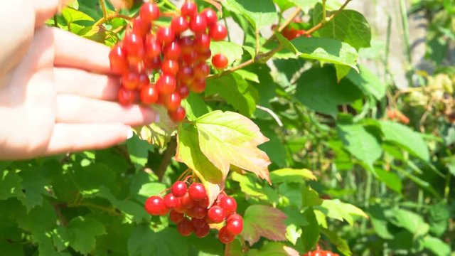 juicy ripe berries of a viburnum grow on a branch of a bush. summer sunny day. organic farm products. 4k