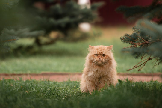 Red persian cat in the grass