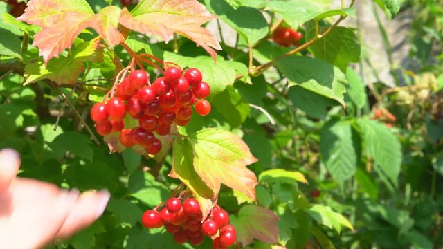 juicy ripe berries of a viburnum grow on a branch of a bush. summer sunny day. organic farm products. 4k
