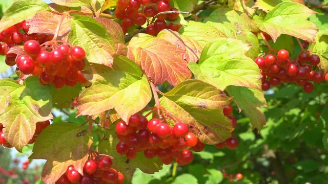 juicy ripe berries of a viburnum grow on a branch of a bush. summer sunny day. organic farm products. 4k