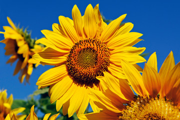 Photo of beautiful sunflower with bright blue sky