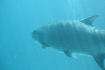 Marine Life