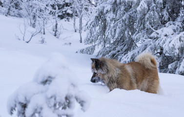 Eurasier in snow