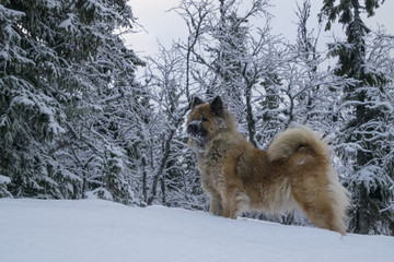 Posing Eurasier in snow