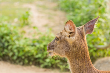 Portrait of young deer from back