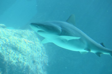 Fototapeta premium Marine Life