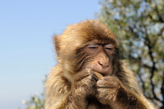 Photo of Barbary macaque (Macaca sylvanus) Gibraltar